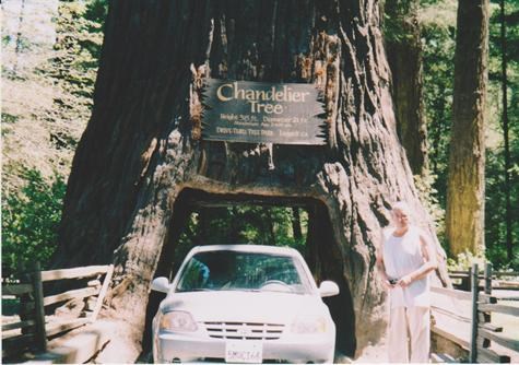 THAT TREE HAS GOT WOODWORM,1995 001