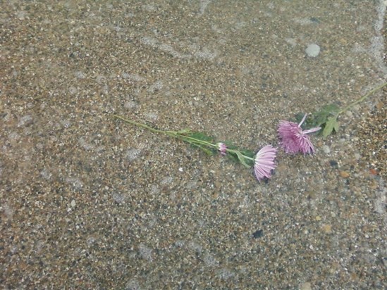 Placing flowers in Lake Michigan   Roxanne Memorial