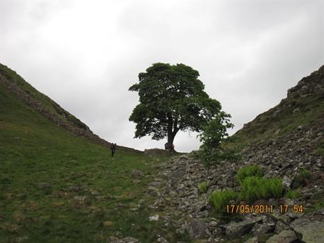 Anne and Ken's Hadrians Wall challenge, day 2 the iconic Sycamore tree.