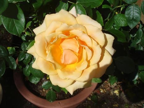 With love to Les on her birthday.A beautiful Carol Keating Rose. Love Den and Marion xx