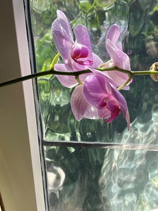 The orchid Alina and Danka bought me 5 years ago. To be treasured along all the other memories i have of Alina. Di Hennell