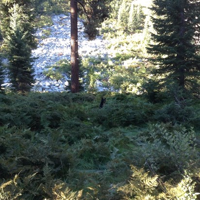 Californian black bear that came to check out our camp in Bubbs Creek, King's Canyon NP, CA.
