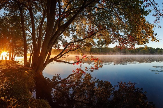 LAKE TREE REFLECTION