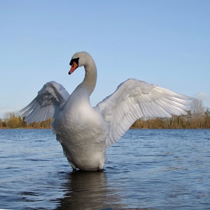 Swan