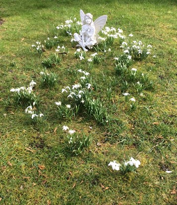 Mary's Snowdrop Fairy Ring at 215   February 2022