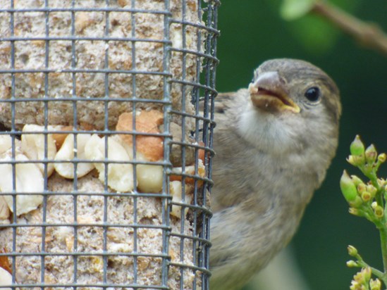 One of the little birds at your bird feeder - you loved to look after them.