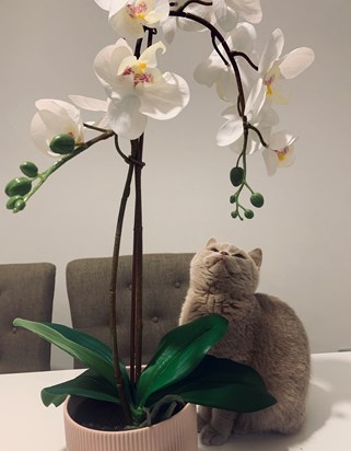 Mummy got me an orchid