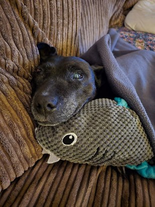 Ebony and her favourite Sharky