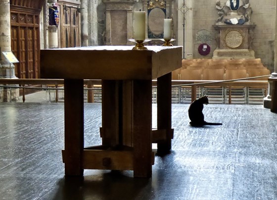Bittersweet memories of a special cat at a special cathedral.
