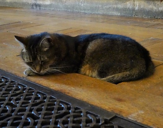 12th April 2016- went to meet this special girl for the first time, found her keeping herself warm by the heating vents at the back of the church. RIP x