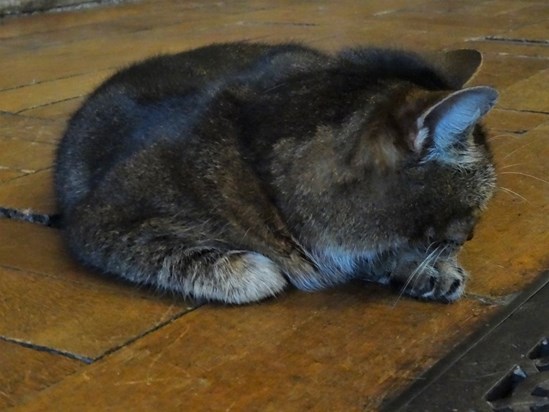 12th April 2016- went to meet this special girl for the first time, found her keeping herself warm by the heating vents at the back of the church. RIP x