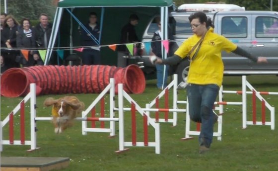 Blink and you’ll miss him! Agility display with Fairoak Dog Display Team 2014