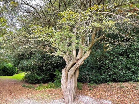 The special tree at Park Wood Crematorium where we scattered dad's ashes