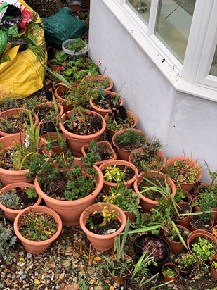 The salvaged plants await their new beds x