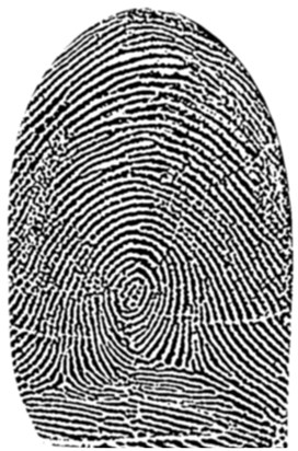 Ives, AJ   Fingerprint