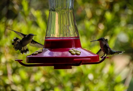 Hummingbirds on the front porch at Catslide Farm