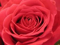 rose for our etta rose