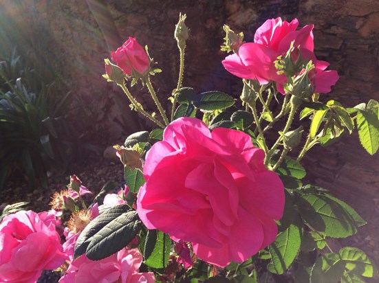 ‘But friendship is the breathing rose, with sweets in every fold’.  Beautiful gift from Lesley to her sister Christine.