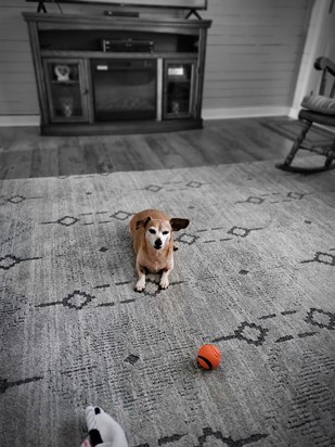 Waiting to play with his favorite toy ..his ball