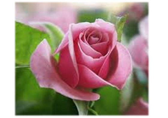 Pink rose image.jpg