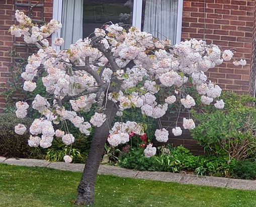 The beautiful tree in Christine's front garden