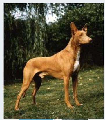 Ch. Kilcroney Rekhmire Merymut,  the first breed champion 