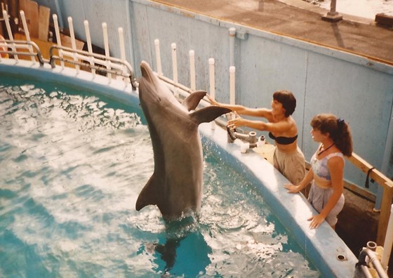 Communicating with dolphins, Hawaii, 1995