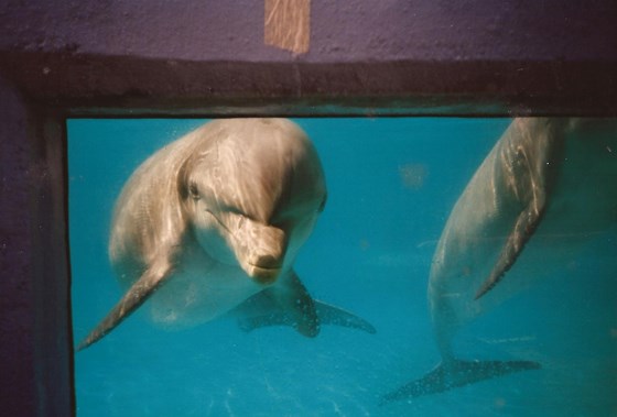 Captivated Dolphins - Karyn later referred to dolphinariums as aquatic prisons