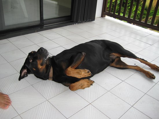 Marley chillaxin on the balcony in St Thomas