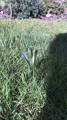 Janes daffodils coming up through the grass in North Yorkshire . Remembering Jane is such a lovely way 