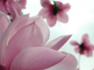 magnolia-flower-wallpapers 5139 1024x768.jpg.thumb -300x225