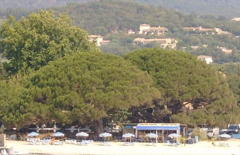 The Pine Tree Beauvallon, France- The only shaded tree to have lunch under