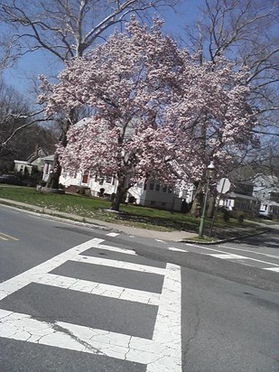 014the cherry blossom tree.