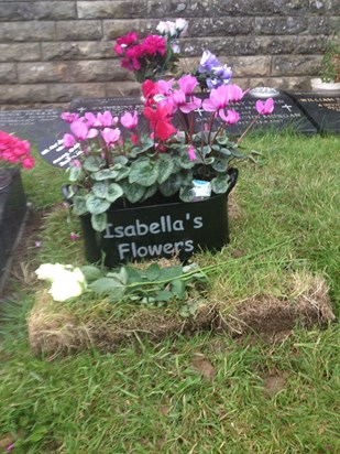 Isabella's flowers, awaiting her memorial stone at Pen y fai church
