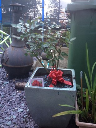 a specially named 'Isabella' red rose bush from Aunty Debra and Unlce Rhys