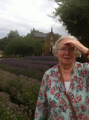 Day trip to Norfolk Lavender - she loved lavender