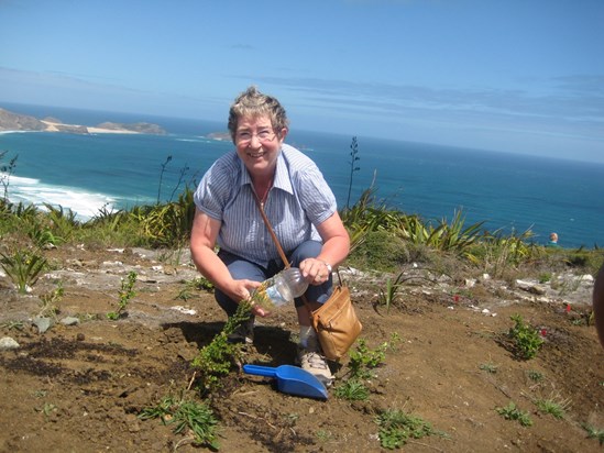 Tree planting in New Zealand