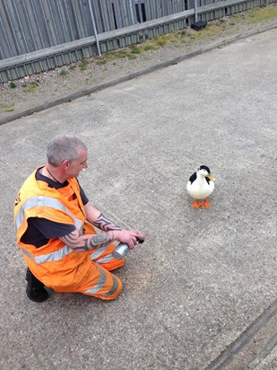 This duck would waddle over and eat right out of Steve’s hand. He affectionately named him Frank
