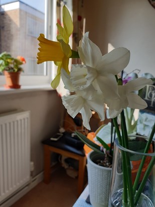 Some of the daffodils my dad picked