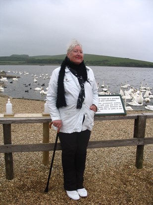 Abbotsbury Swannery Day out