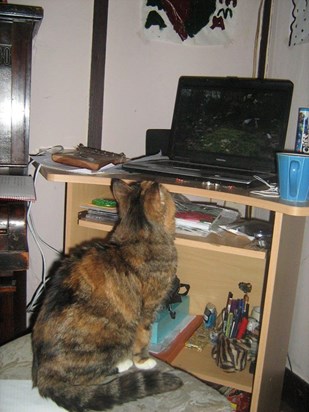 Cat TV :)