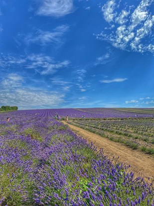 We went to the lavender fields today you would have loved it ! ❤️