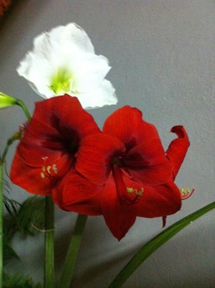 IMG 0173  Suas Amarilis floridas que eu cuido com carinho