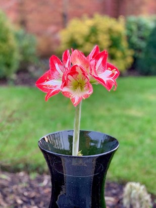 Amaryllis Minerva - 19th Feb 2021