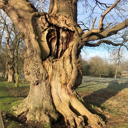 The oak has many stories 🌳