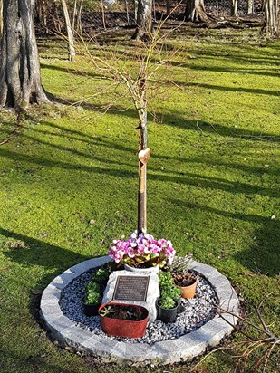 Pamela's grave with colourful flowers. 27/1/2019