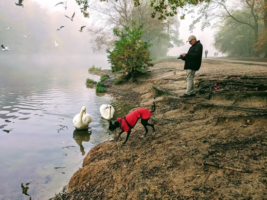 Virginia Water lake feeding the swans