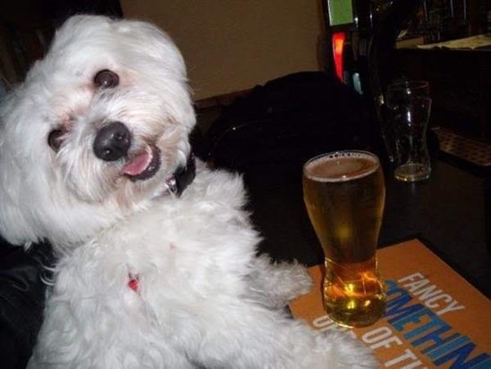 Dexter loved going to pub to meet people.