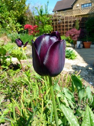 Purple tulip from Amsterdam doing well