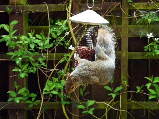 Apart from birds that Mum fed , squirrels enjoyed the feast